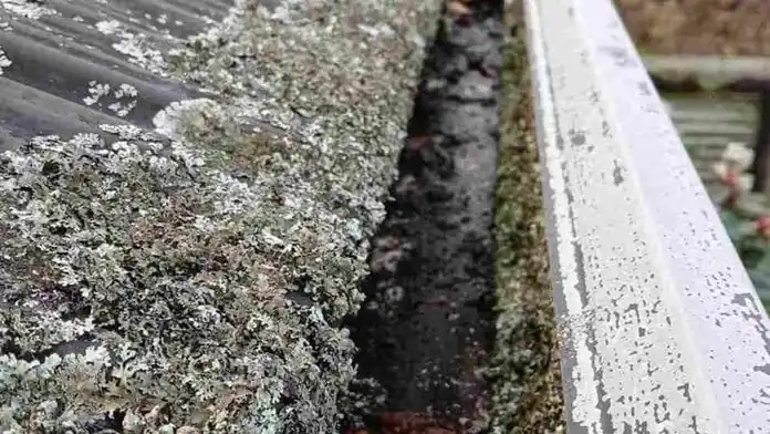 Gutter Cleaning Myths You Should Stop Believing — My Homes Construct Ltd Auckland