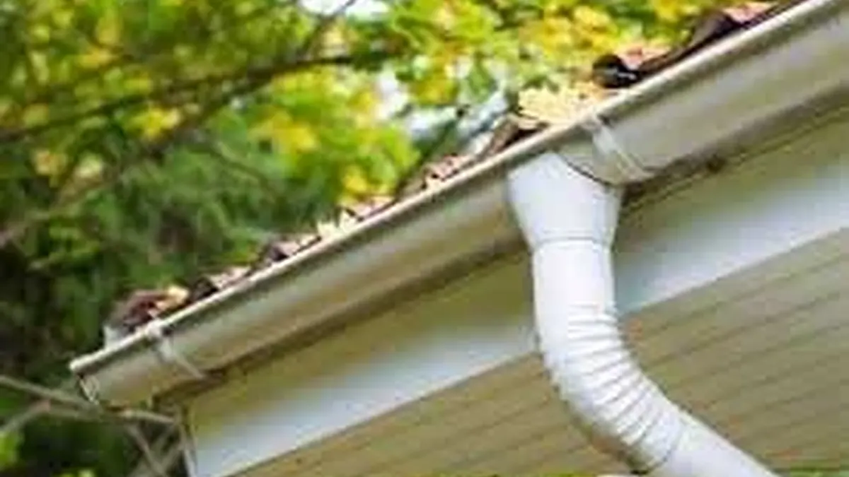 How to Deal with Mice in Gutters: Prevention & Removal Tips