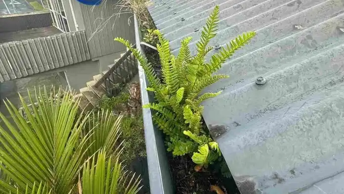 Reliable Blocked Gutter & Downpipe Repairs — My Homes Construct Ltd Auckland