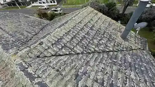 a roof in auckland full of moss