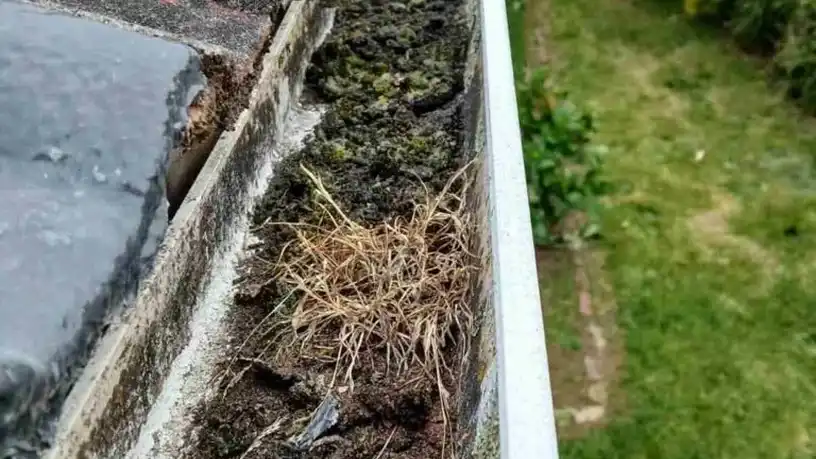 Seamless vs. Sectional Gutters: Which Is Best for Your Auckland Renovation? — My Homes Construct Ltd Auckland