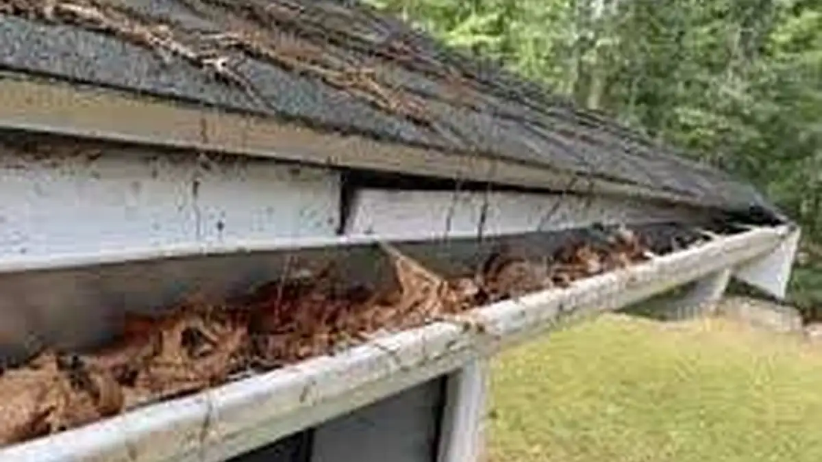 Why Clogged Gutters Are a Renovation Hazard for Auckland Homes