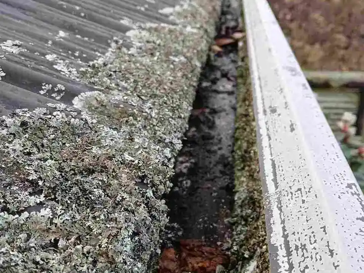 Gutter Clean-Out carried out in Auckland by My Homes Construct Ltd
