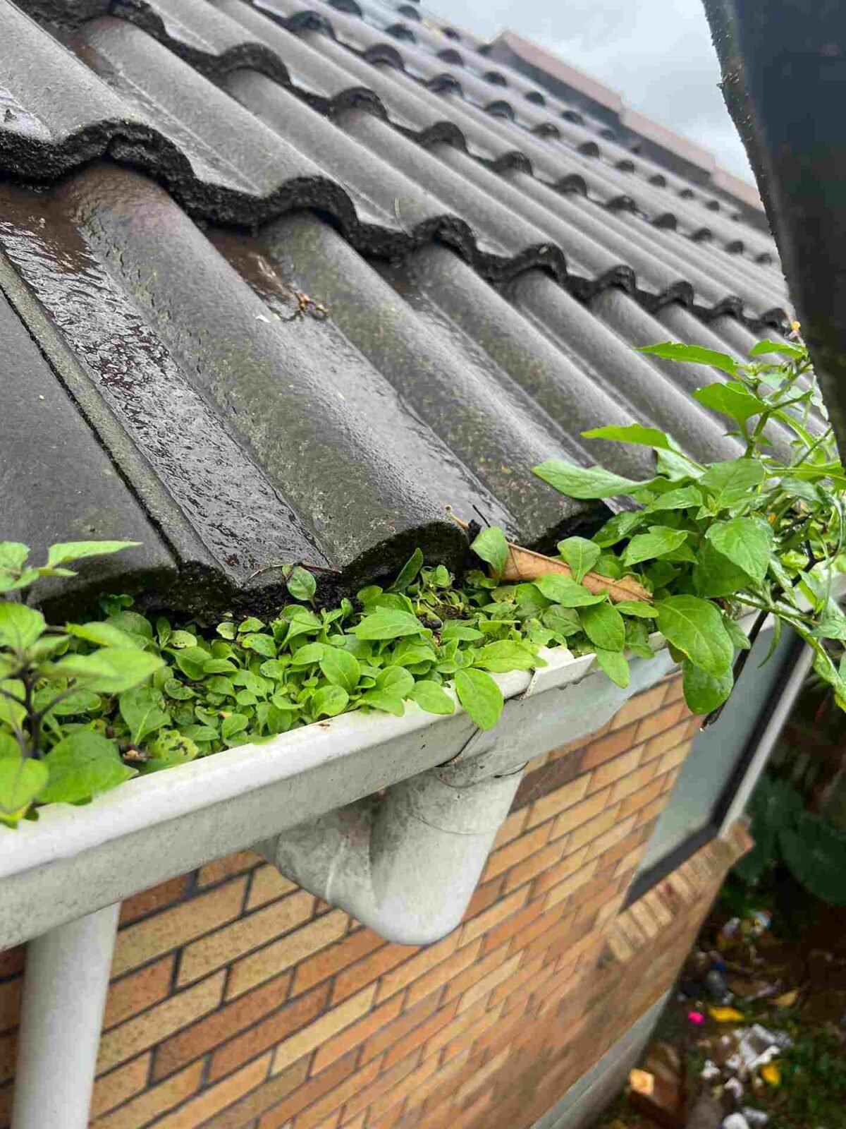 Gutter Maintenance Services in Auckland